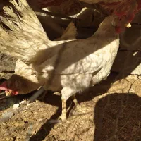 فروش مرغ تخم گذار سفید