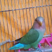 طوطی کوتوله معاوضه و یا فروش