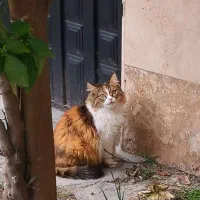 گربه|گربه|گرگان, |دیوار