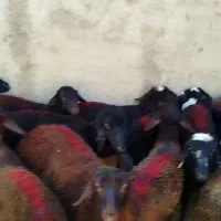بره هموهترو بز میش گوسفند بیگ قوچ بوقلمون مرغ خروس