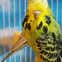 مرغ عشق انگلیسی گرید بالا