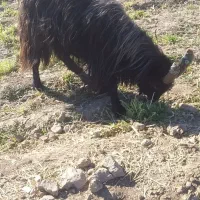 بزغاله نر اخته