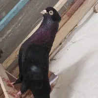 جفت زاغ صربستانی اصل مولد