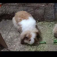 خرگوش لوپ اوکراینی جفت مولد