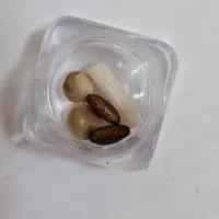 مهره شانس