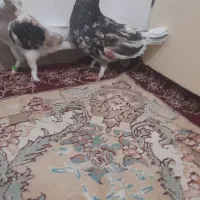 نر و ماده سرور طلا