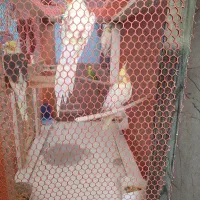 عروس هلندی