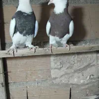 کفتر