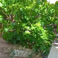 برگ مو مو موب