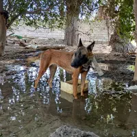 سگ مالی نیوز اصل فروشی