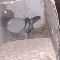 کنا