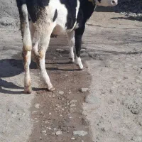 تلیسه. اصل سیمینال