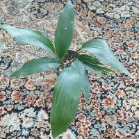 گل برگ عبایی مقاوم ترین گل اپارتمانی
