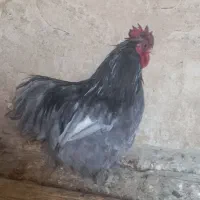 مرغ وخروس