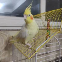 فروش دو عدد عروس هلندی