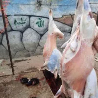 گوشت بره نرینه گرم و تازه کشتار امروز کیلوی 1ملیون