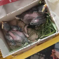 مرغ مینا