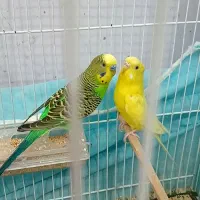 مرغ عشق