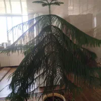 کاج مطبق