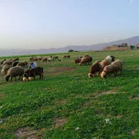 فروش بره