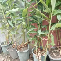 گیاه زنجبیل ...6 بوته