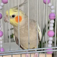 عروس هلندی ماده