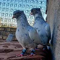 سینه ای