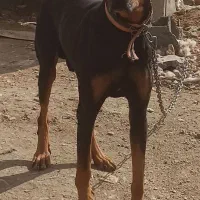 سگ دوبرمن اصیل
