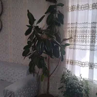 گل فیکوس|گل و گیاه طبیعی|خوی, |دیوار