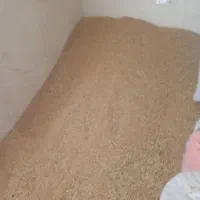 گندم و کاه دیم