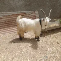 ده راس بیگ برا بستن