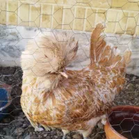 پولند کاکلی خوشگل