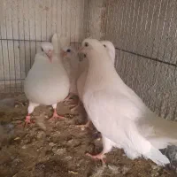 تهرانی جفت با جوجه