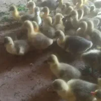 جوجه غاز