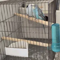 مرغ عشق با قفس