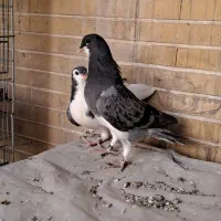 دوجفت کناری تر