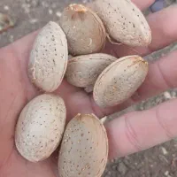 بادام خشک