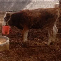 چند جفت جنس خوب