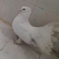 کفتر زینتی دم چتری