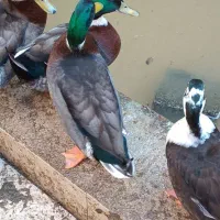 اردک پروازی