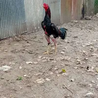 جوجه لاری