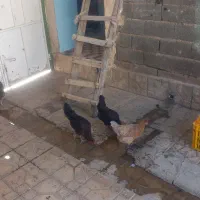 مرغ تخم گذار