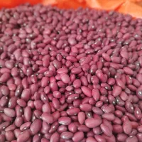 بذرلوبیا درجه یک