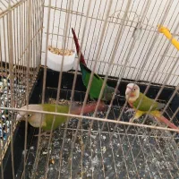 گرینچیک جوجه
