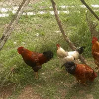 خروس