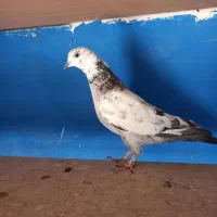 کفتر|پرنده|قدس, شهرقدس|دیوار