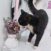 واگذاری گربه