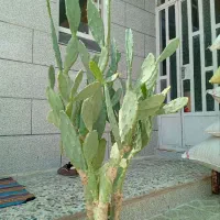 کاکتوس