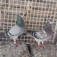 کفتر کبوتر