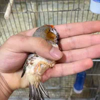 فنچ زبرا انگلیسی و اروپایی
